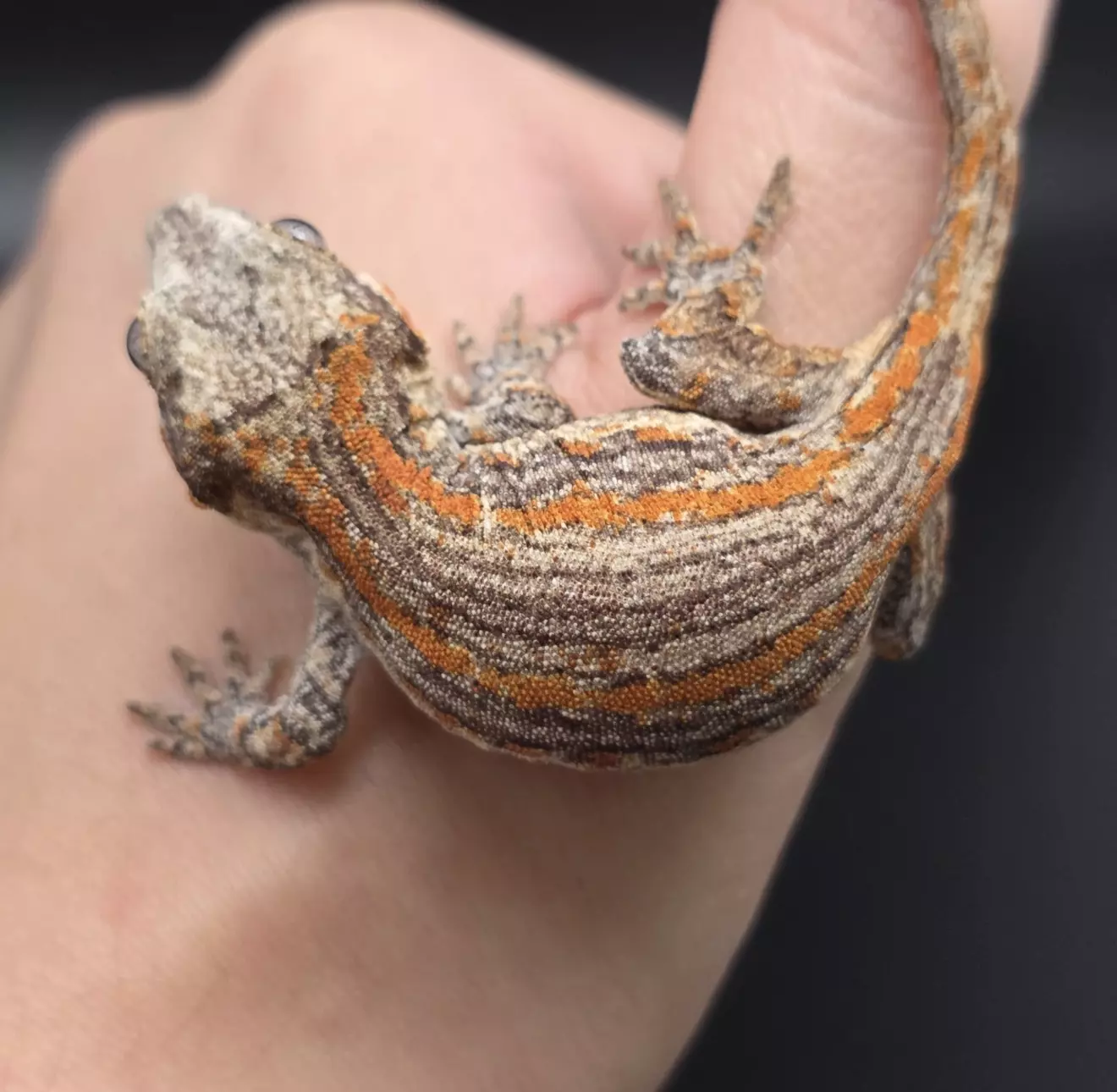 plant/Orange Stripe Gargoyle Gecko NPV-3