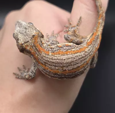 plant/Orange Stripe Gargoyle Gecko NPV-3-thumbnail