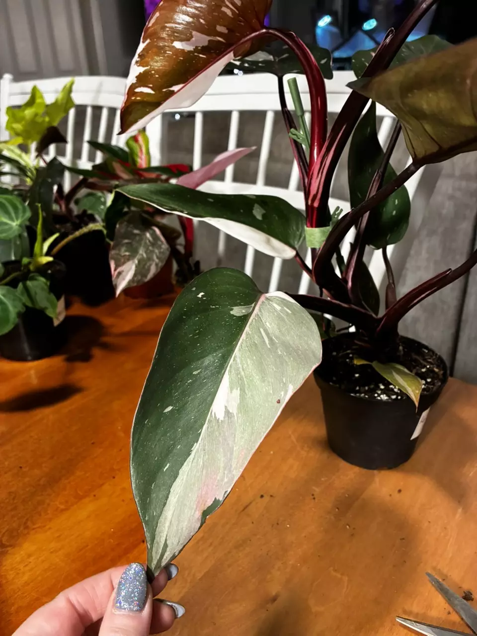 plant/Red Anderson-4