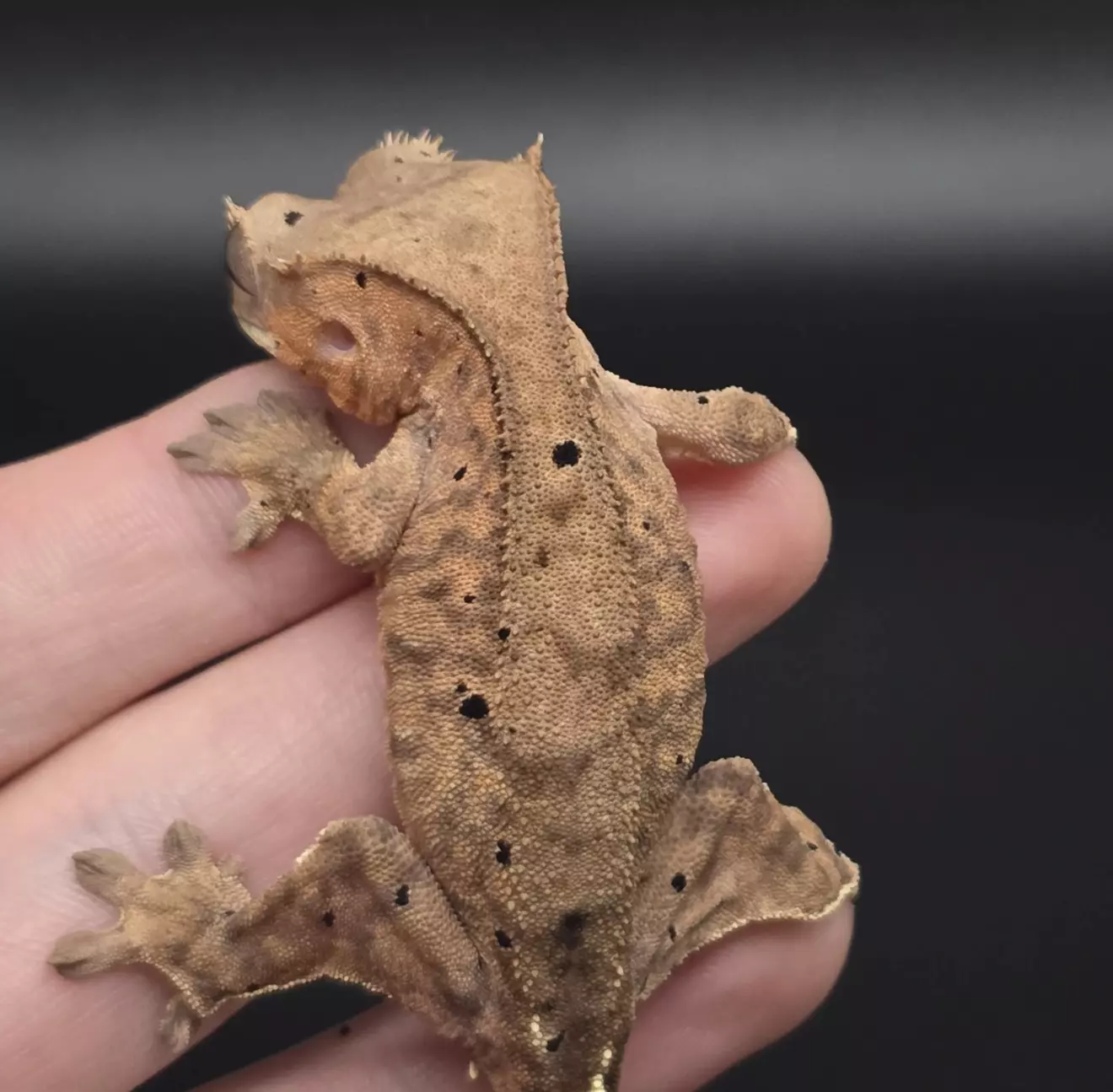 plant/Orange Tiger Dalmatian Cappuccino Nip Tail-1