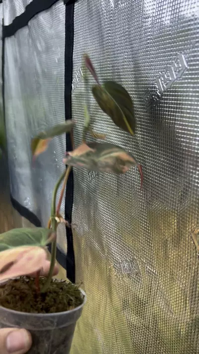 plant/Variegated micans pink Ferrari-0-thumbnail