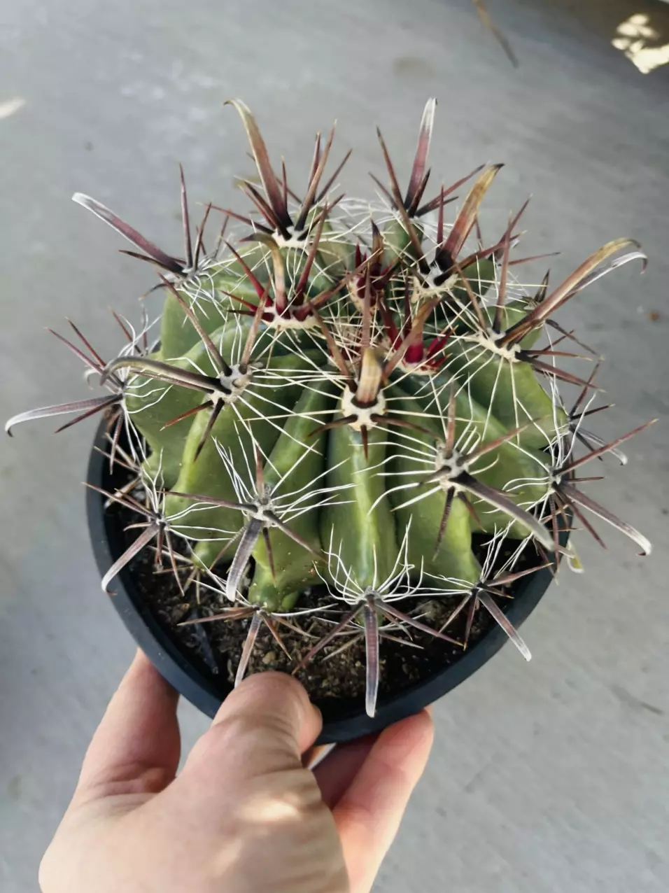 plant/Ferocactus Fire Barrel, gallon GC-0