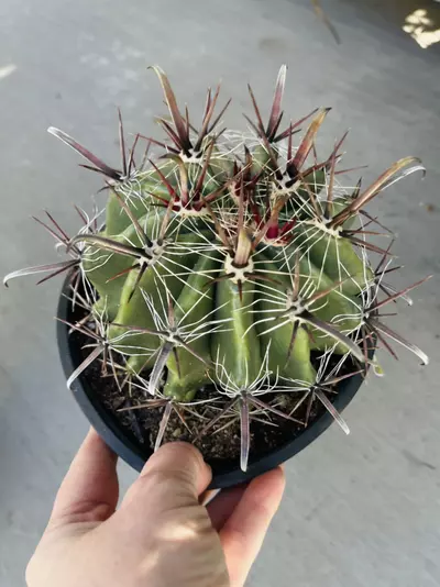 plant/Ferocactus Fire Barrel, gallon GC-0-thumbnail