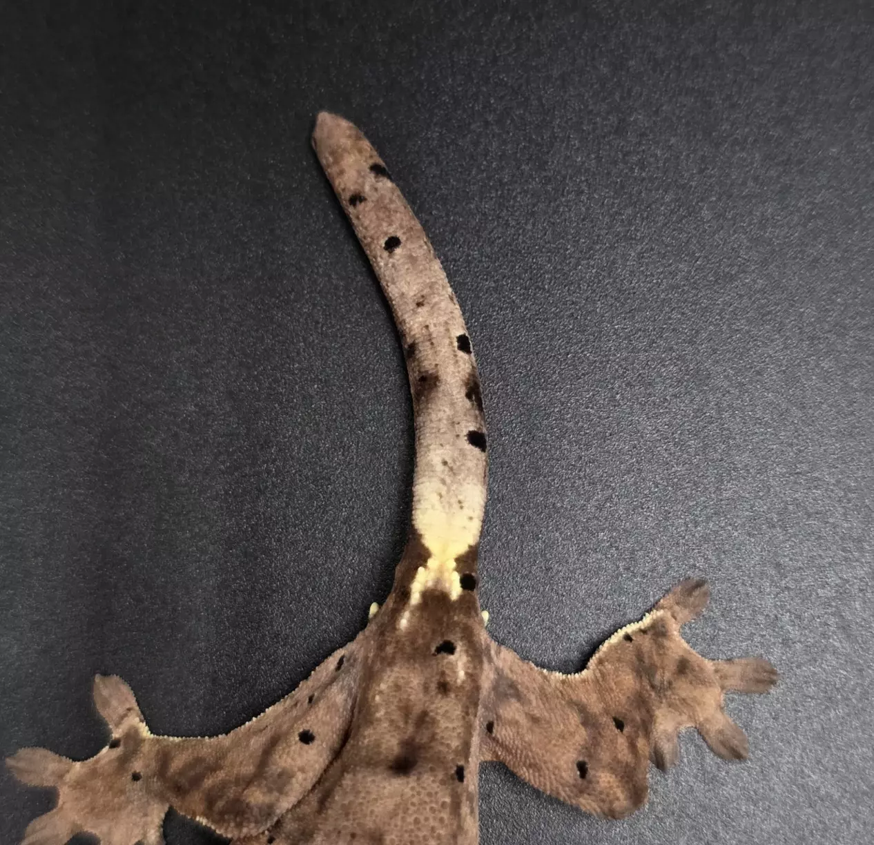 plant/Orange Tiger Dalmatian Cappuccino Nip Tail-2