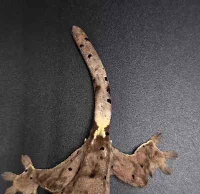 plant/Orange Tiger Dalmatian Cappuccino Nip Tail-2-thumbnail