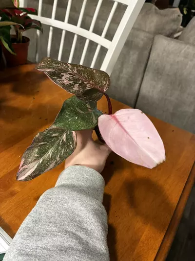 plant/Pink princess-3-thumbnail