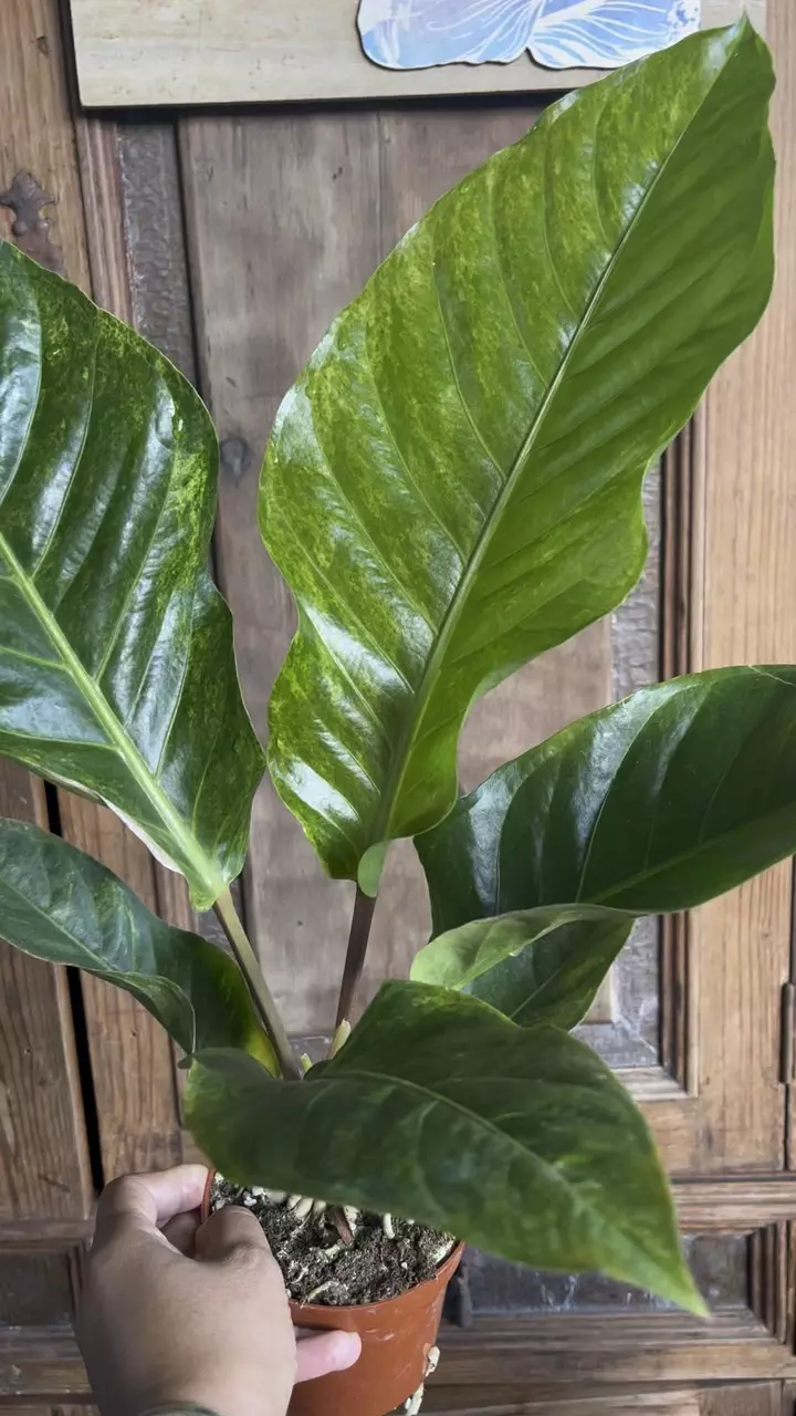 plant/Anthurium Hookerii VG-4