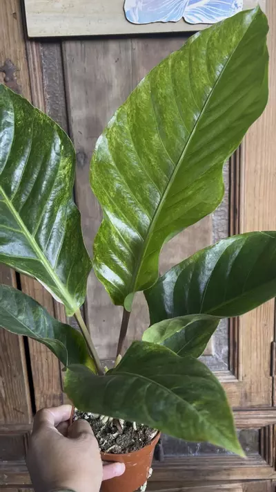 plant/Anthurium Hookerii VG-4-thumbnail