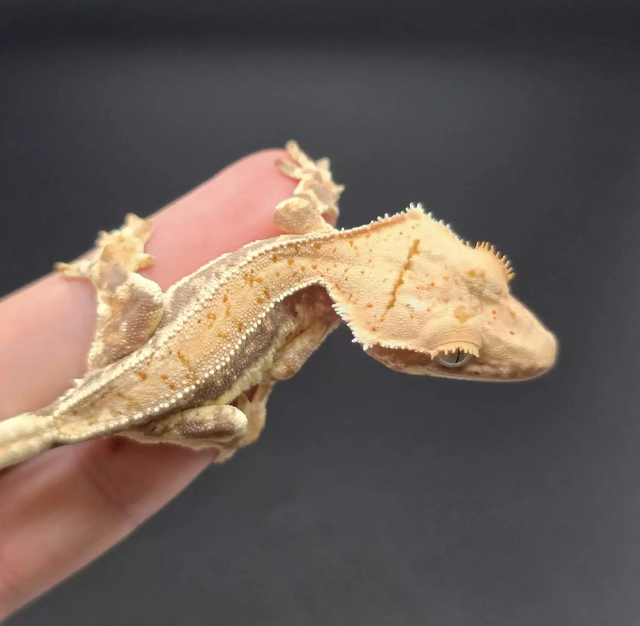 plant/Drippy Lilly White Baby NPV-2