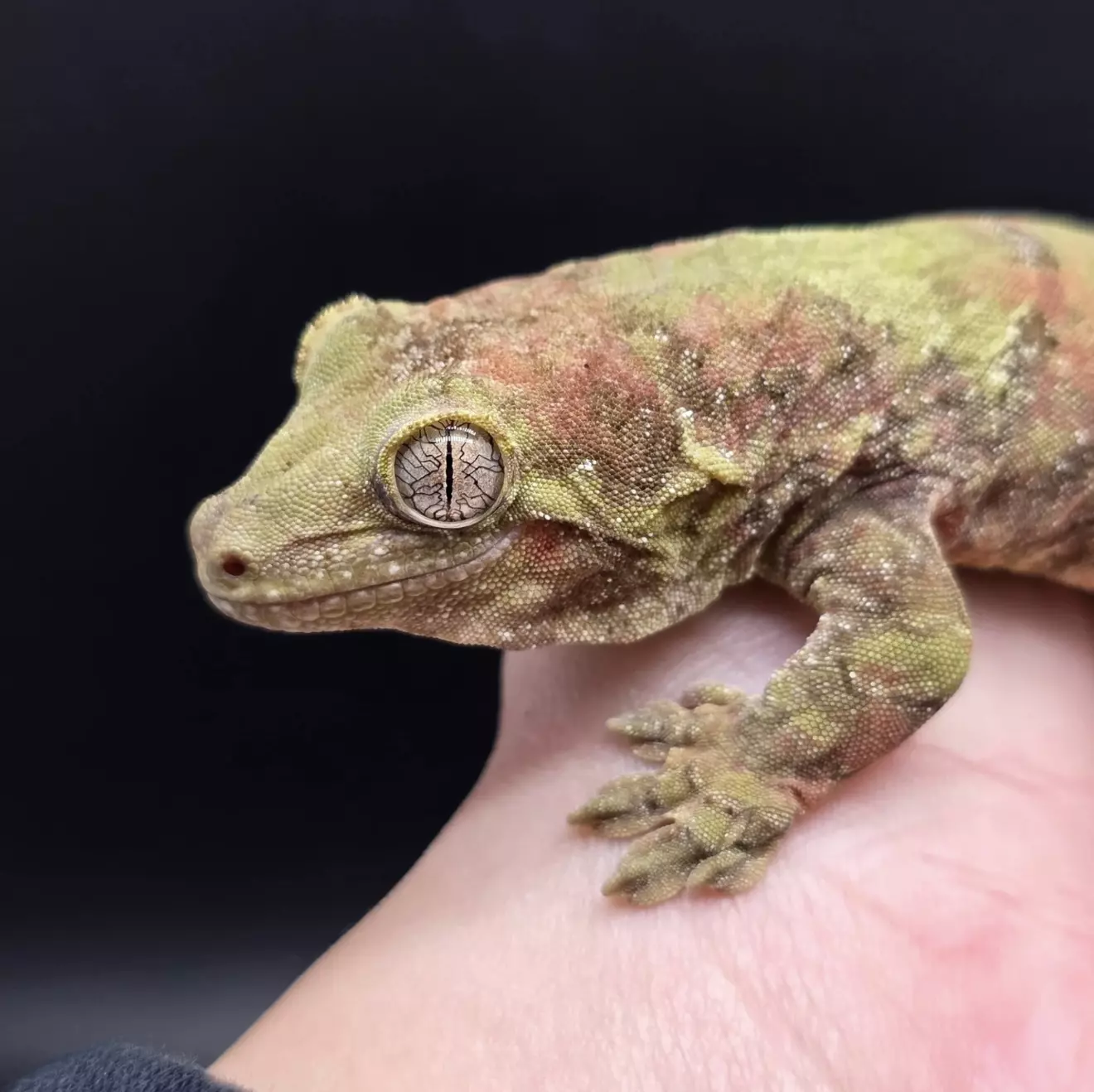 plant/Proven Female Mainland Red And Green Chahoua Gecko-0