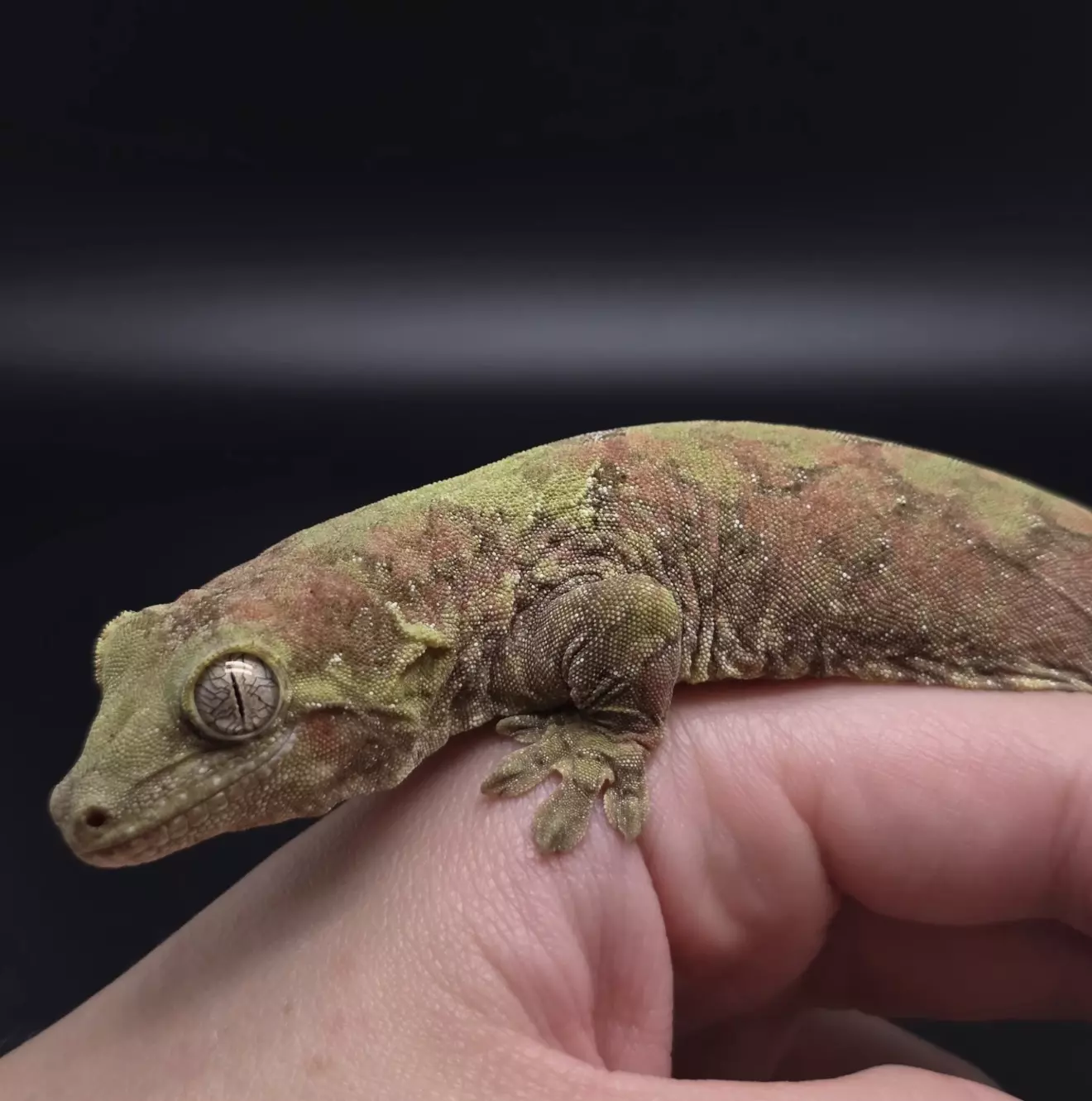 plant/Proven Female Mainland Red And Green Chahoua Gecko-2