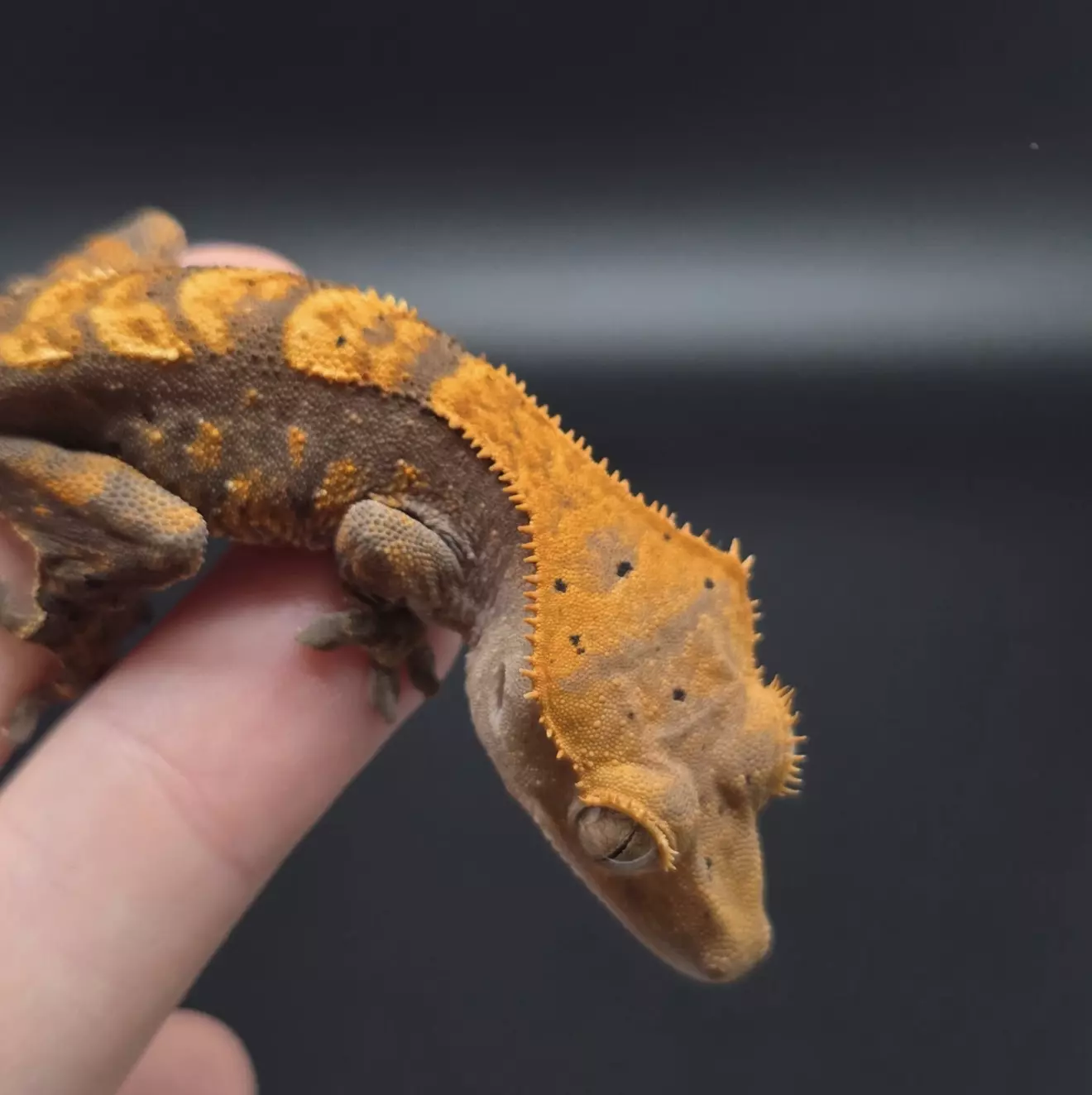 plant/Orange Harlequin Dark Base Crested Gecko-2