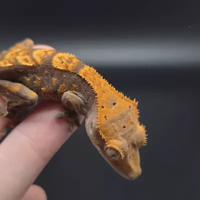 plant/Orange Harlequin Dark Base Crested Gecko-2-thumbnail