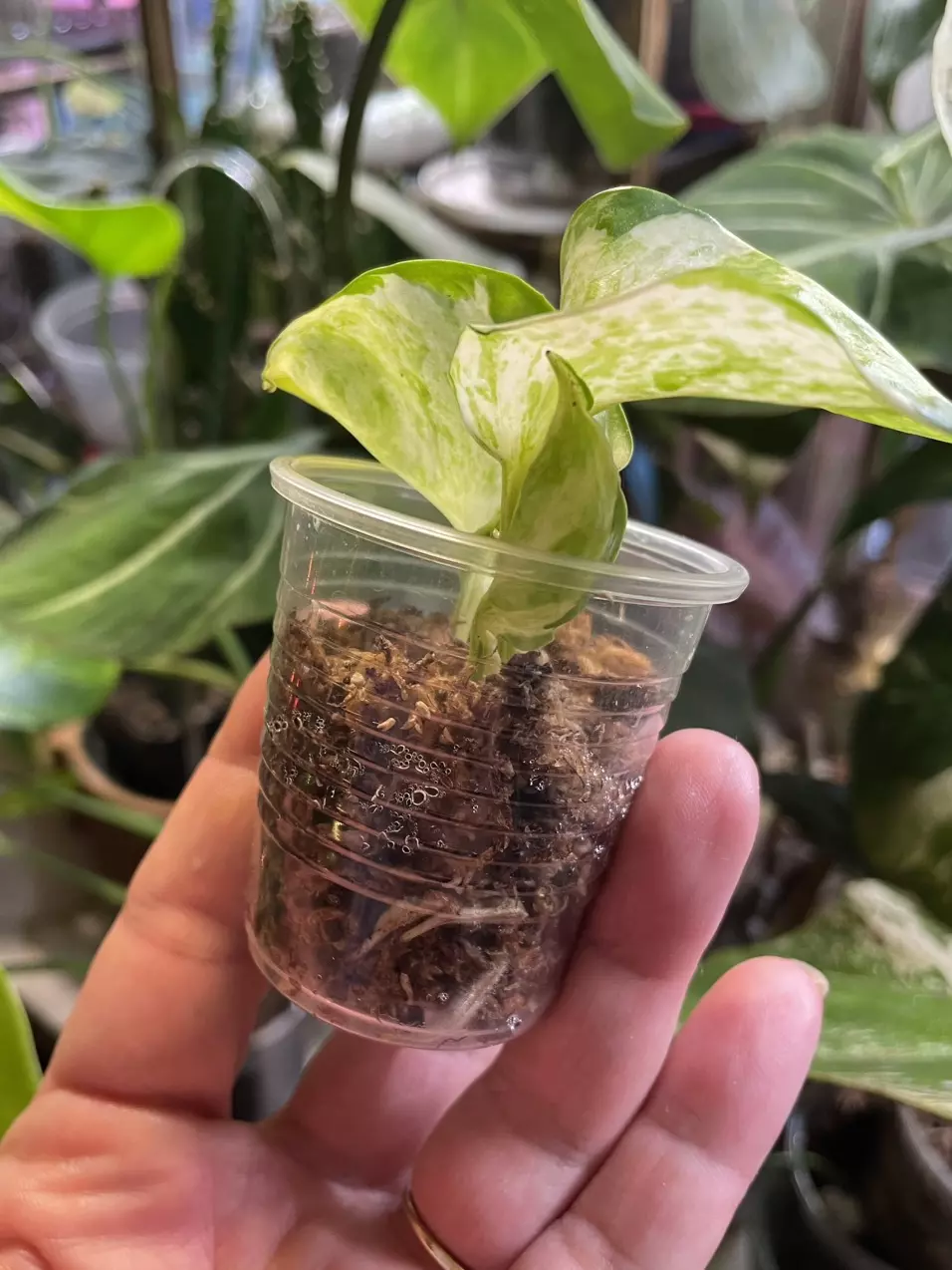 plant/Harlequin Manjula ~ Epipremnum-1