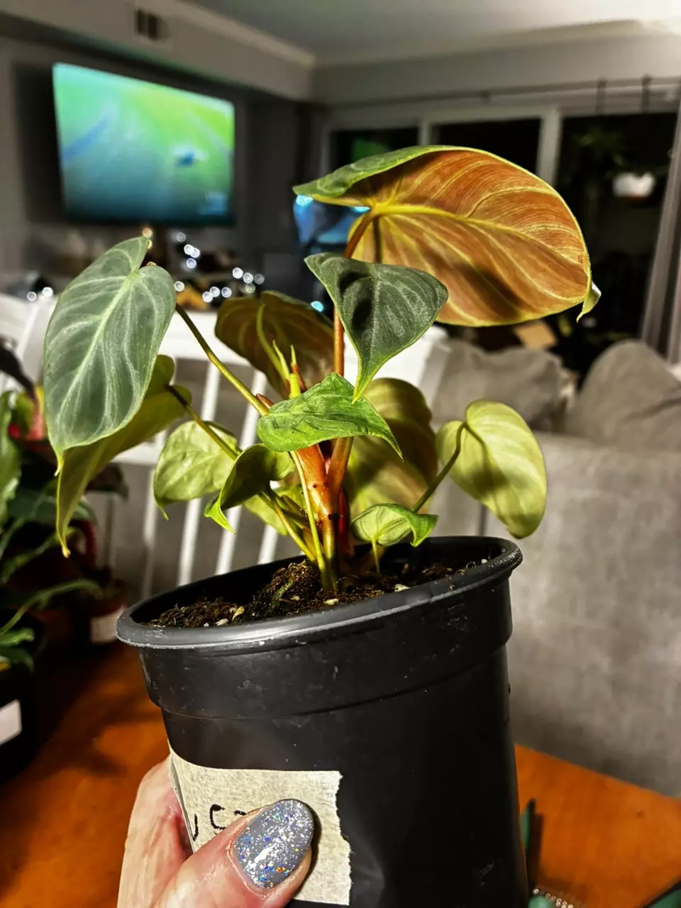 plant/El Chico Red-3