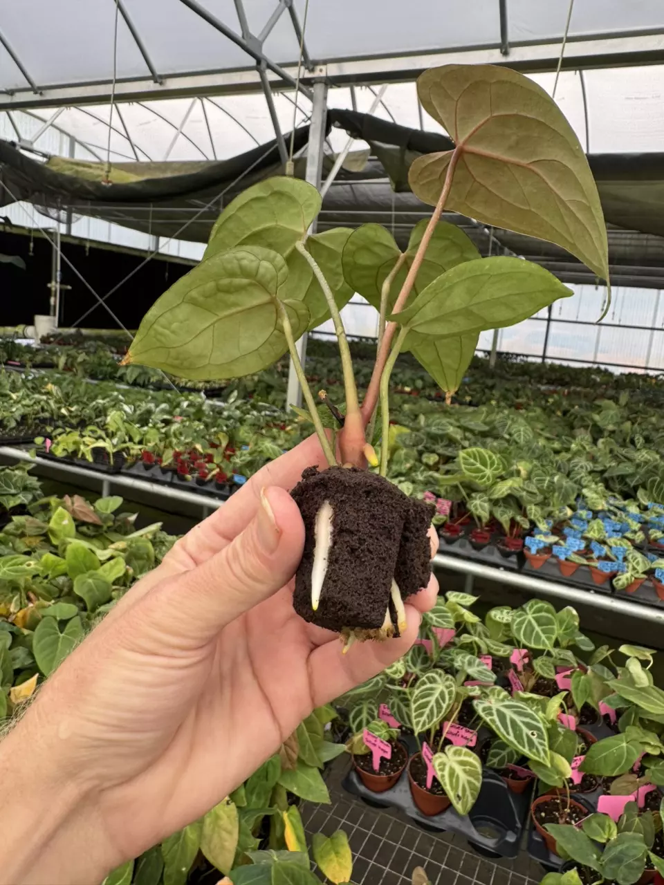 plant/Seed grown anthurium KOS X (red crystallinum x debilum) starter plant growers ch-6