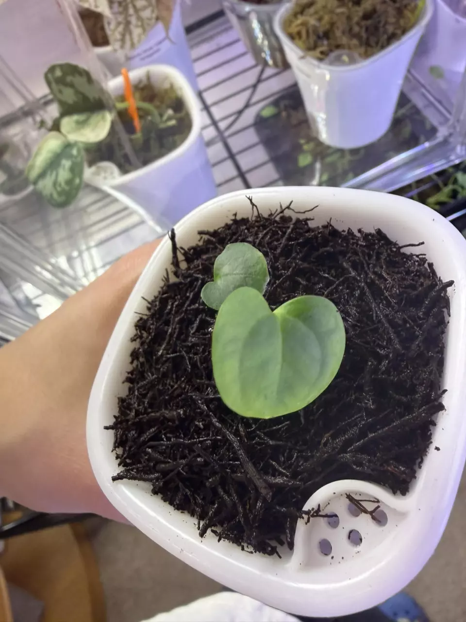plant/Anthurium Besseae Aff x Variegated Papillilaminum-1