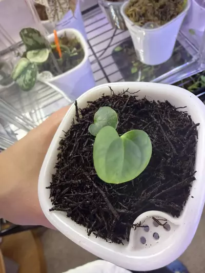 plant/Anthurium Besseae Aff x Variegated Papillilaminum-1-thumbnail