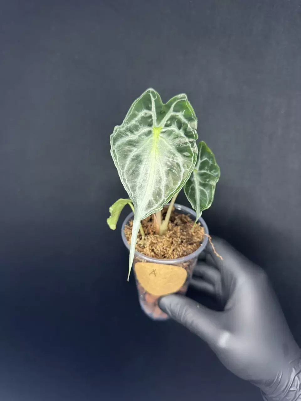 plant/Alocasia Venom *Exact Plant A-0