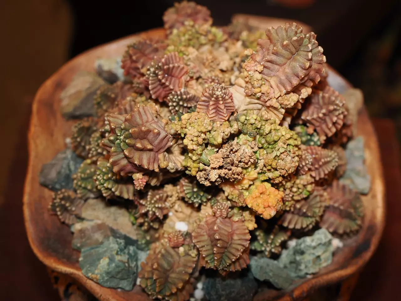 plant/All I Want for Christmas Is a T-Rex - Christmas Collection-5