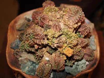 plant/All I Want for Christmas Is a T-Rex - Christmas Collection-5-thumbnail