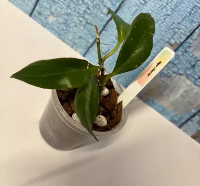 plant/Hoya Sunrise-0-thumbnail