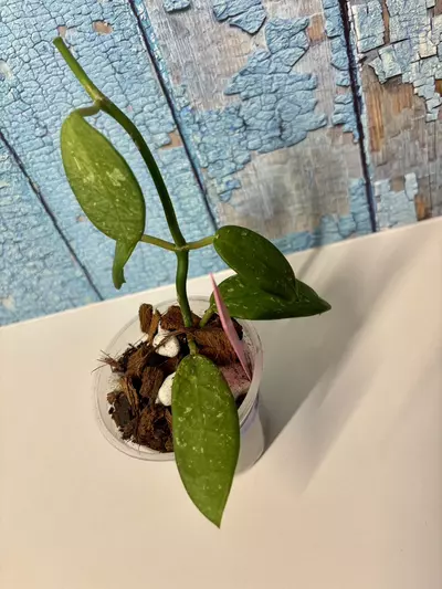 plant/Hoya Phu Quoc-3-thumbnail