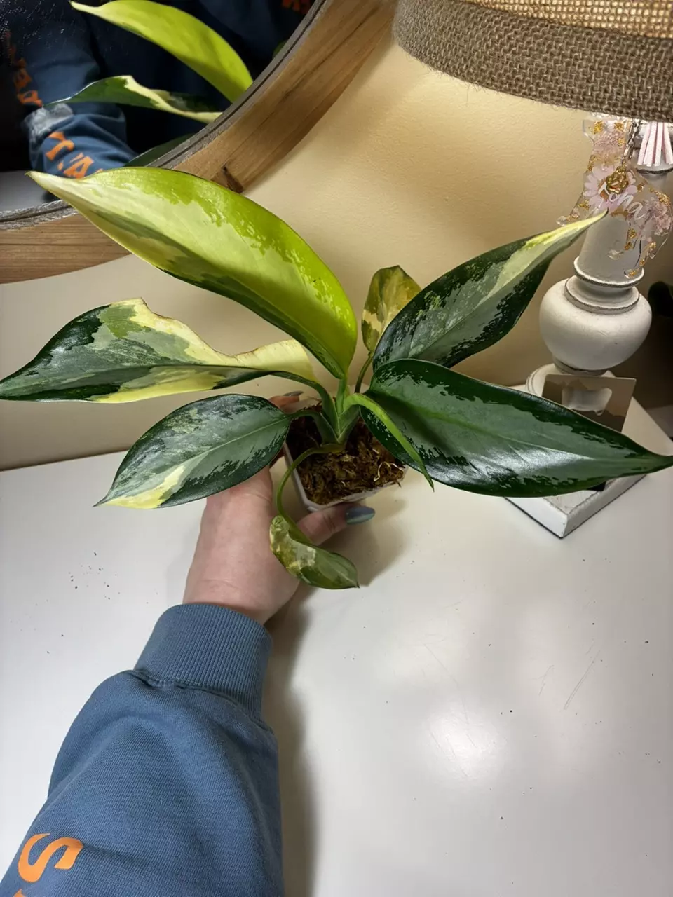 plant/Aglaonema Airport-1