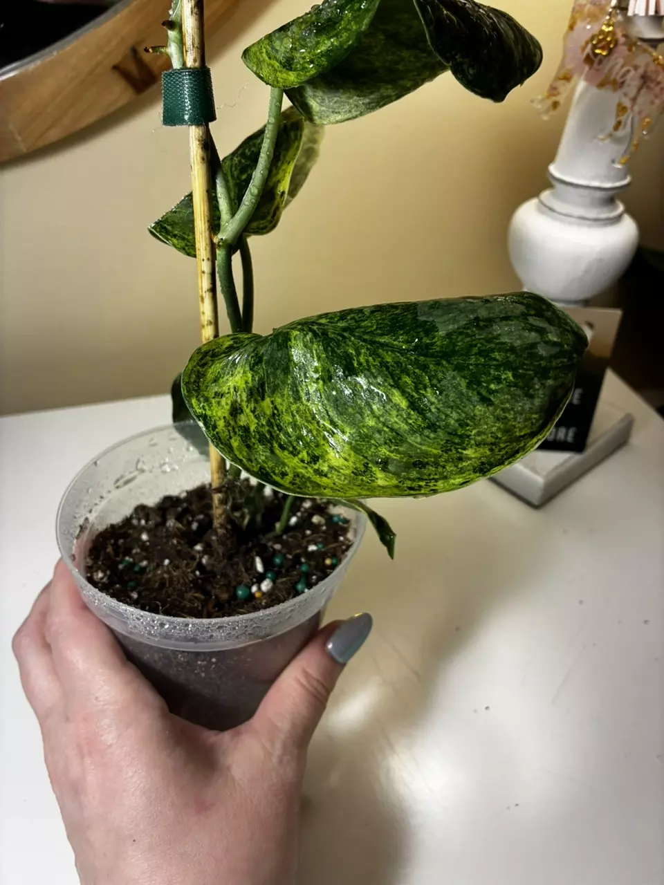 plant/Scindapsis Peasun-0