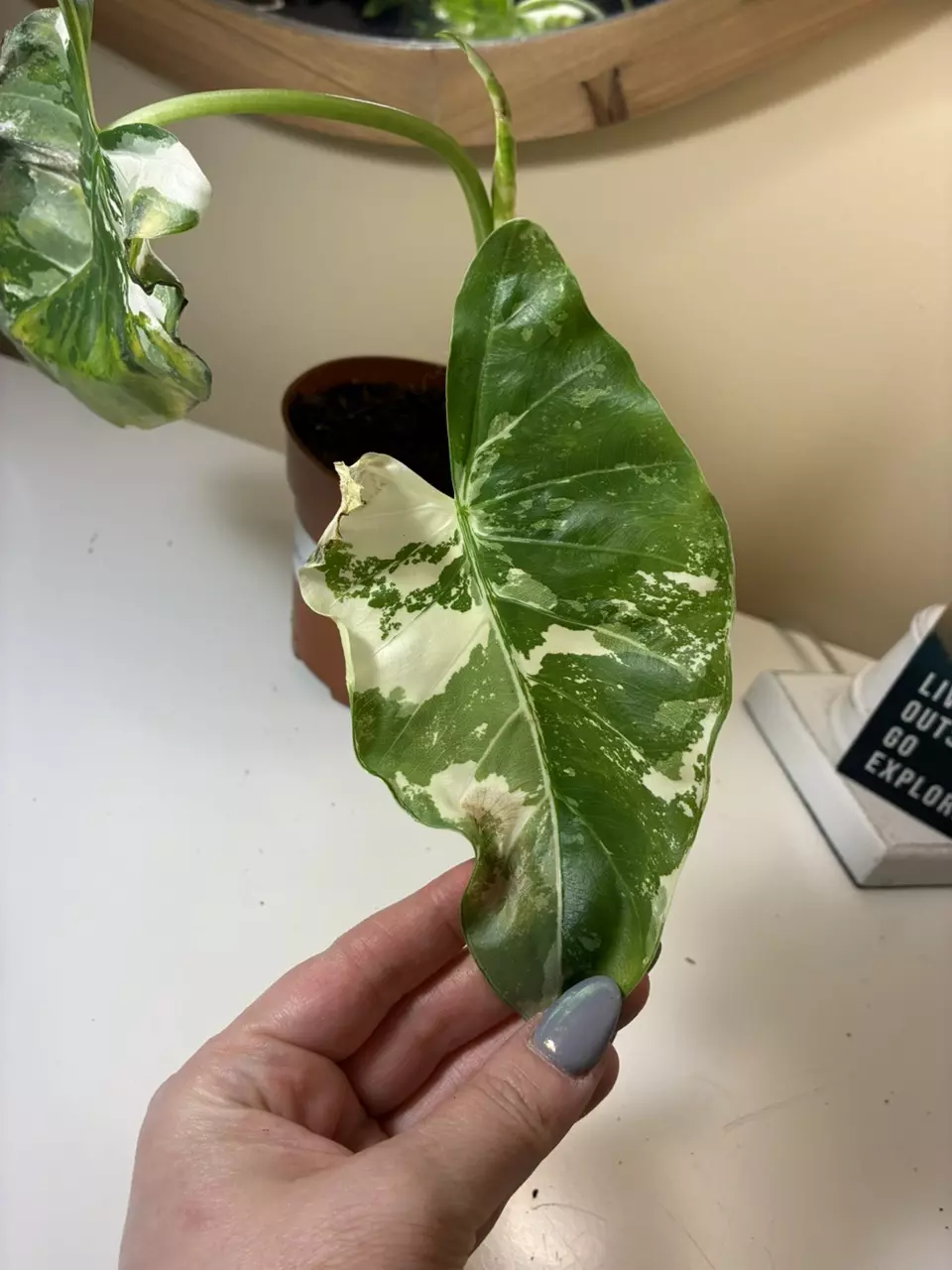 plant/Alocasia Appaloosa Gold-1