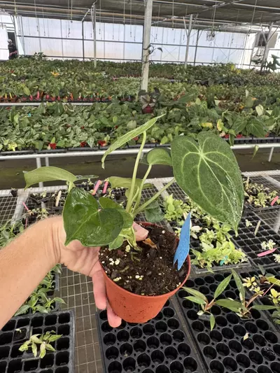 plant/Anthurium silver tiger x clarinervium 4” pot growers choice-4-thumbnail