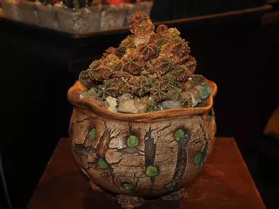 plant/All I Want for Christmas Is a T-Rex - Christmas Collection-2-thumbnail