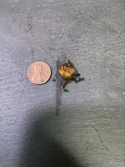 plant/Alocasia True Pink Amazonica Corm-1-thumbnail