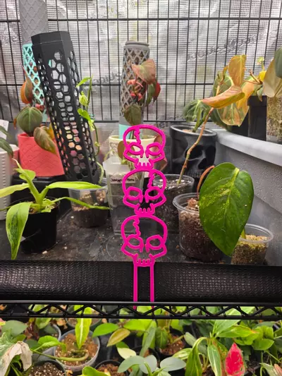 plant/SKULL TRELLIS-0-thumbnail