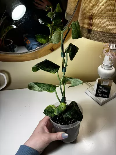 plant/Scindapsis Peasun-1-thumbnail