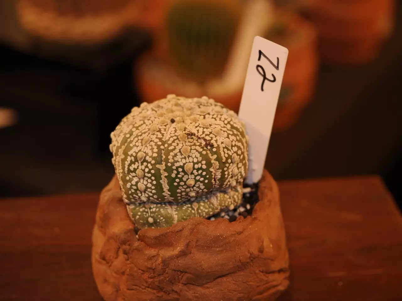 plant/Z2 Cactus-1