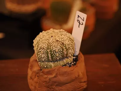 plant/Z2 Cactus-1-thumbnail