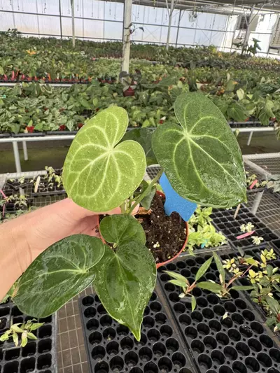 plant/Anthurium silver tiger x clarinervium 4” pot growers choice-2-thumbnail