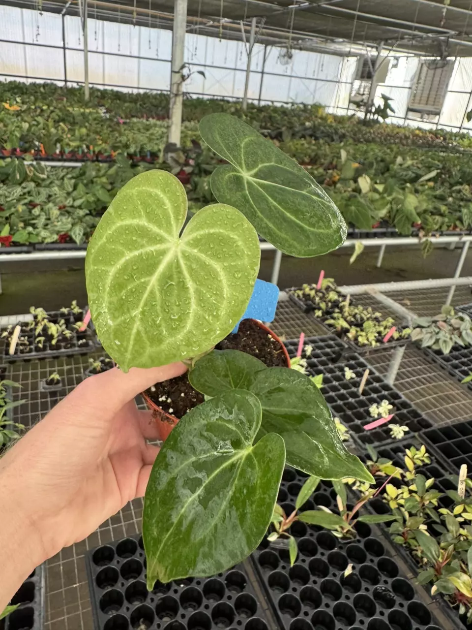 plant/Anthurium silver tiger x clarinervium 4” pot growers choice-1