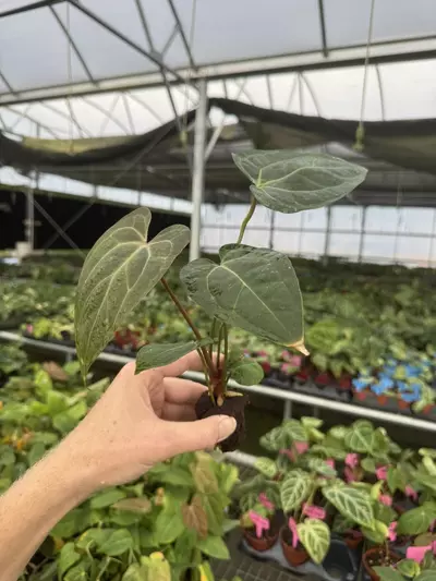 plant/Seed grown anthurium KOS X (red crystallinum x debilum) starter plant growers ch-4-thumbnail