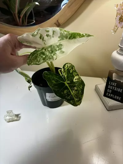 plant/Alocasia Frydek #2-3-thumbnail