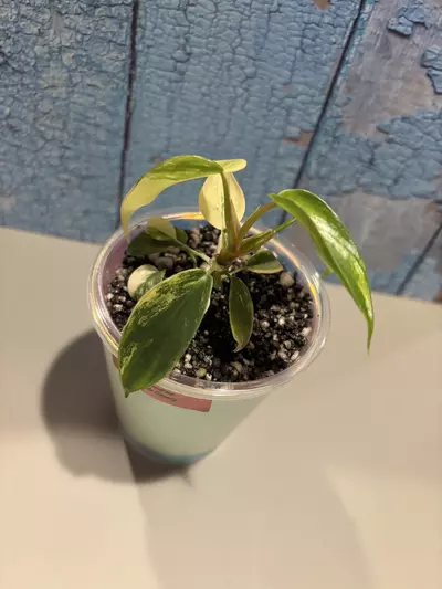 plant/Philodendron Florida Beauty-3-thumbnail