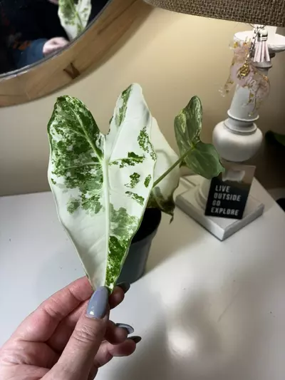 plant/Alocasia Frydek #2-0-thumbnail