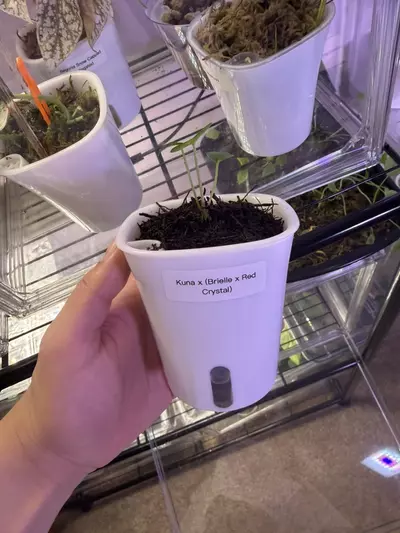 plant/Anthrium Kuna x (Brielle x Red Crystal)-0-thumbnail