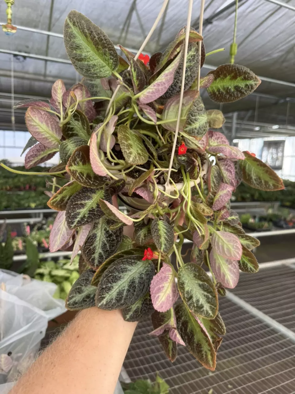 plant/Episcia silver sheen hanging basket 6” pot growers choice-0