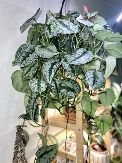 plant/Scindapsus exotica ‘dapple dude’-2-thumbnail