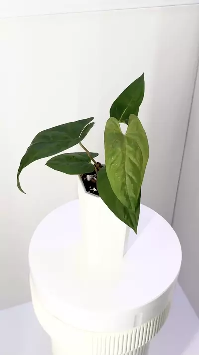 plant/Anthurium “Big Ear” Pap x “Ree Pap” pure Papillilaminum from Wildroots-0-thumbnail