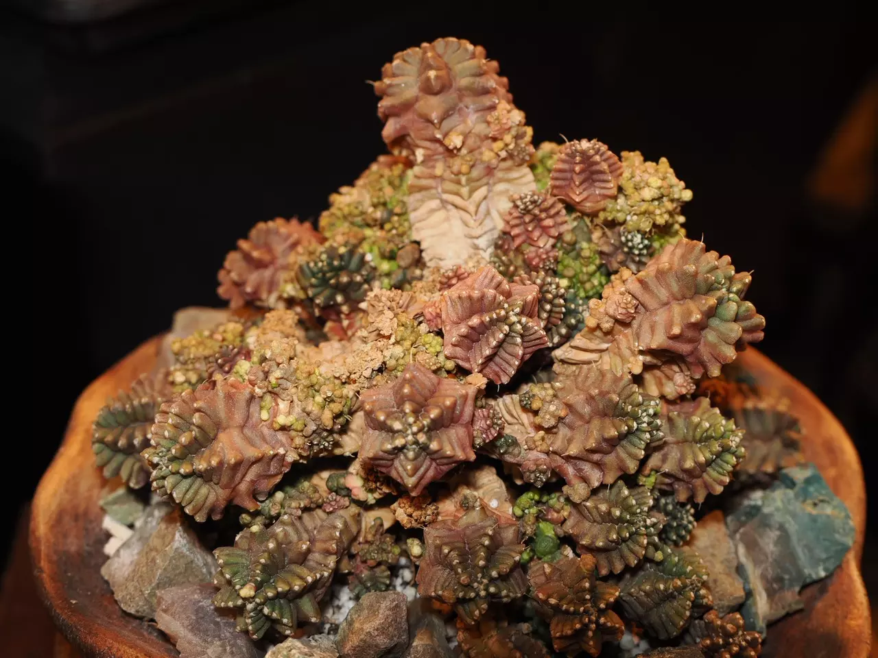 plant/All I Want for Christmas Is a T-Rex - Christmas Collection-0