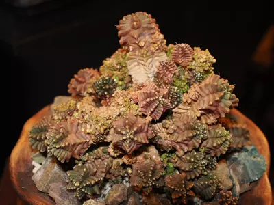 plant/All I Want for Christmas Is a T-Rex - Christmas Collection-0-thumbnail