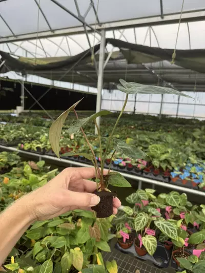 plant/Seed grown anthurium KOS X (red crystallinum x debilum) starter plant growers ch-5-thumbnail